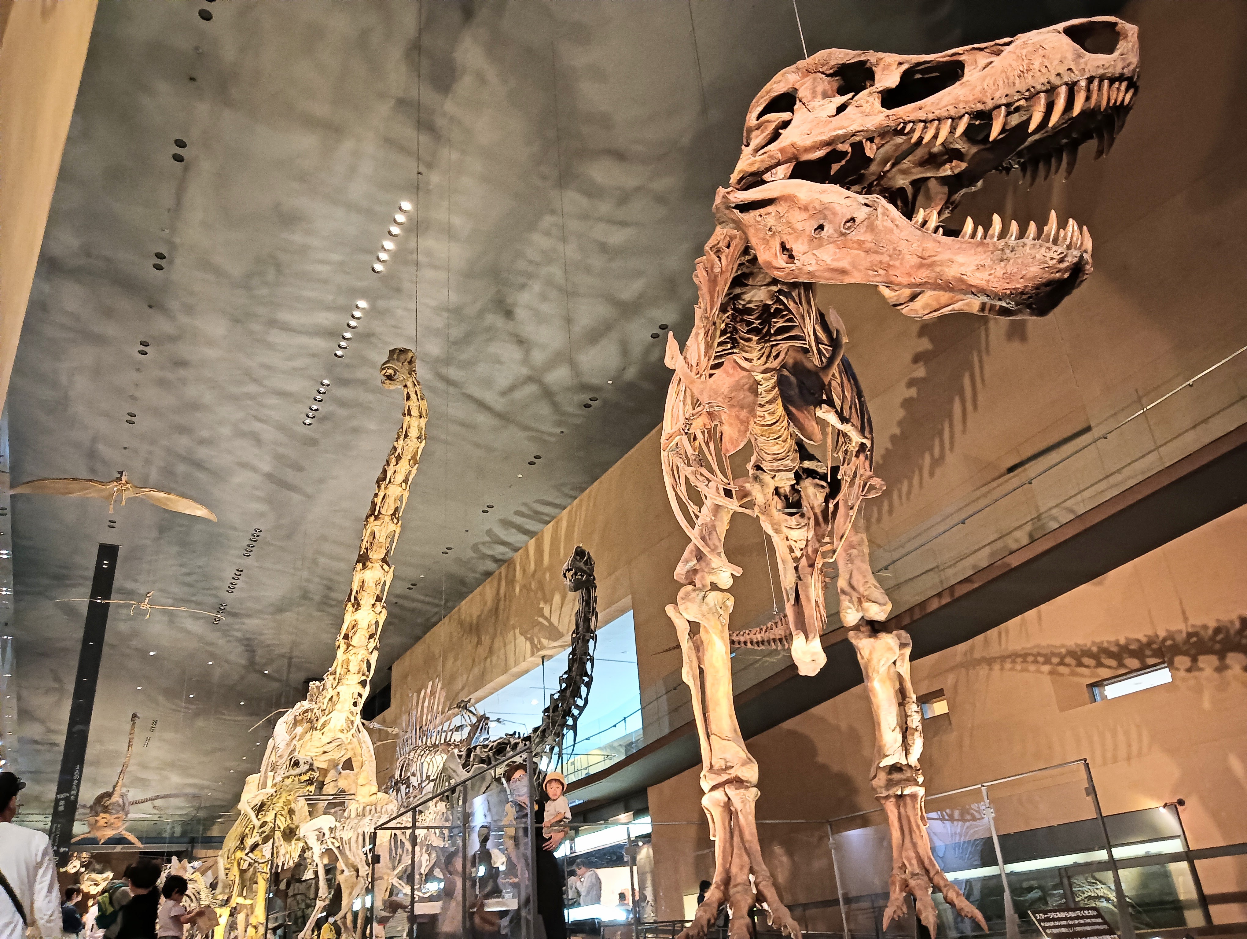 北九州市立いのちのたび博物館